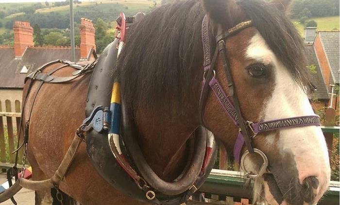 A view of Llangollen Wharf's Majestic Horse Hercules as he gently pulls one of our boats a long the Llangollen Canal.